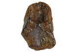 Ceratopsian Tooth - Judith River Formation, Montana #106871-1